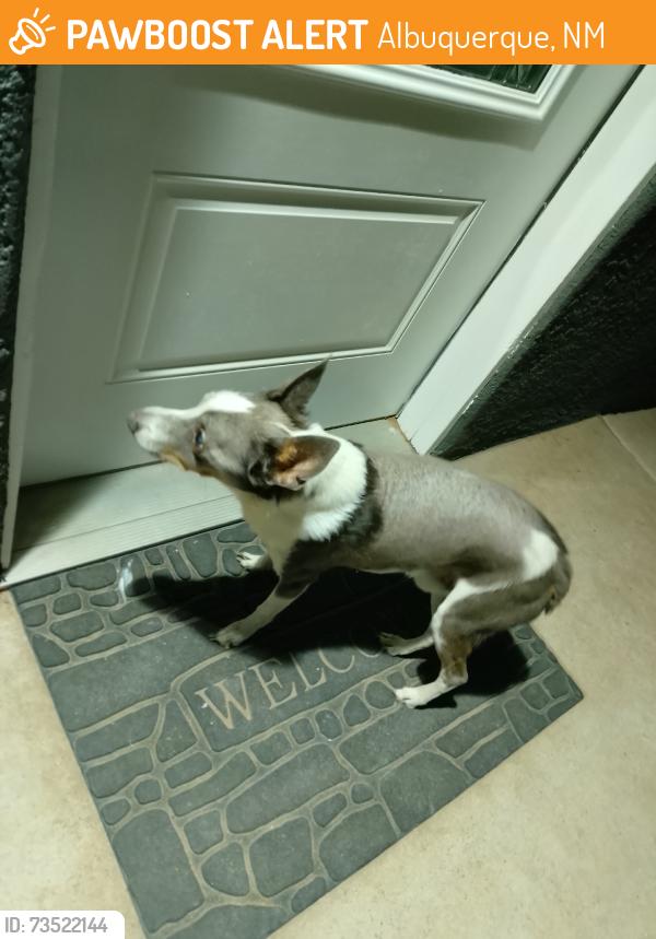 Found/Stray Male Dog last seen Edith, Albuquerque, NM 87107