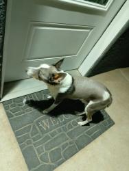 Found/Stray Male Dog last seen Edith, Albuquerque, NM 87107