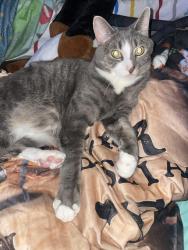 Lost Male Cat last seen Autumn Chase Neighborhood backs up to the subdivision off Clipper and near Standifer Gap Road and Bill Reed Rd. Neighborhoods mostly, Chattanooga, TN 37421