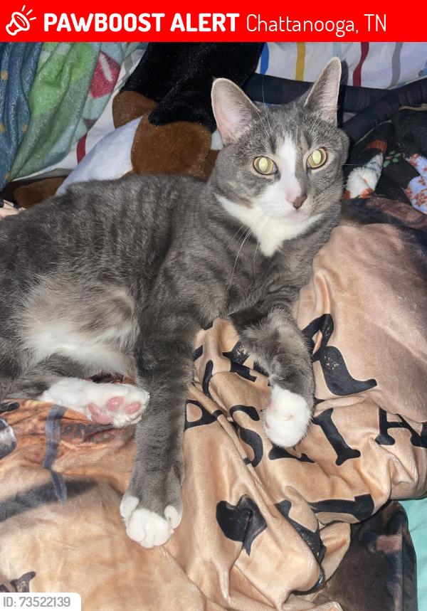 Lost Male Cat last seen Autumn Chase Neighborhood backs up to the subdivision off Clipper and near Standifer Gap Road and Bill Reed Rd. Neighborhoods mostly, Chattanooga, TN 37421