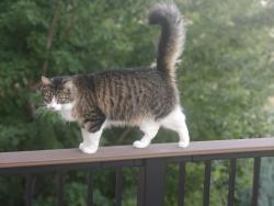 Lost Male Cat last seen cuchara&la jara, Pueblo, CO 81001