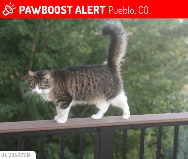 Lost Male Cat last seen cuchara&la jara, Pueblo, CO 81001