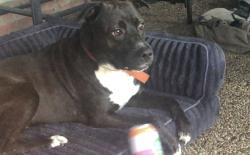 Lost Male Dog last seen Plumbrook Dr and Cook Rd, Houston, TX 77099