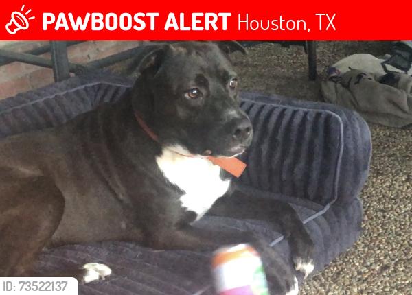 Lost Male Dog last seen Plumbrook Dr and Cook Rd, Houston, TX 77099