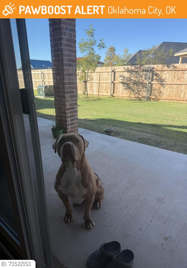 Found/Stray Unknown Dog last seen sanabria’s neighborhood, Oklahoma City, OK 73170