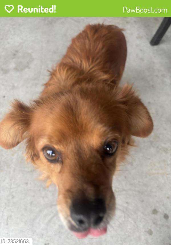 Reunited Male Dog last seen Sanderson/ cottonwood, San Jacinto, CA 92582