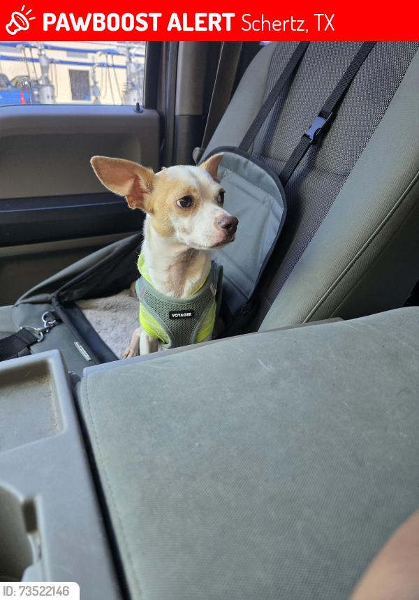Lost Male Dog last seen Richardson Dr, schertz, Schertz, TX 78154