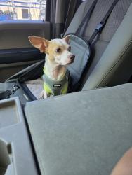 Lost Male Dog last seen Richardson Dr, schertz, Schertz, TX 78154