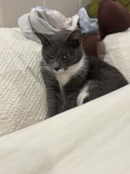 Lost Male Cat last seen N Marshall ave Philadelphia pa, Philadelphia, PA 19132