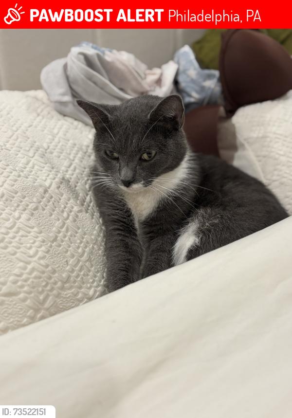 Lost Male Cat last seen N Marshall ave Philadelphia pa, Philadelphia, PA 19132