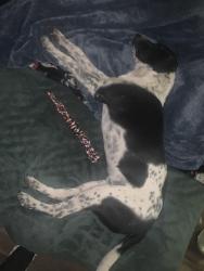 Lost Male Dog last seen Dales Restaurant, Southaven, MS 38671