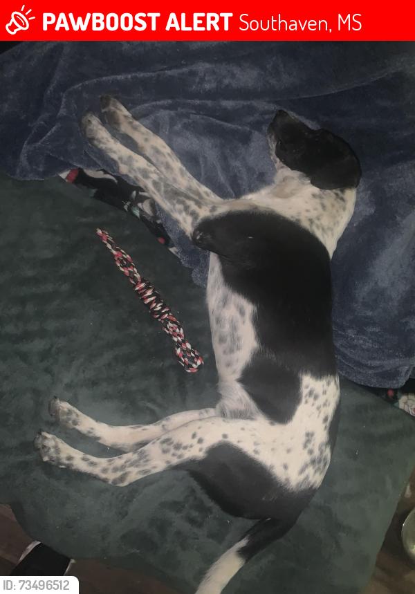 Lost Male Dog last seen Dales Restaurant, Southaven, MS 38671