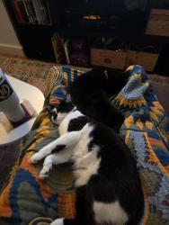 Reunited Female Cat last seen Home, Minneapolis, MN 55407