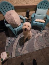 Reunited Female Dog last seen Larksong and Hummingbird, Henderson, NV 89011