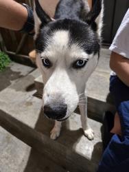 Found/Stray Male Dog last seen Artesia And Alameda, Compton, CA 90221