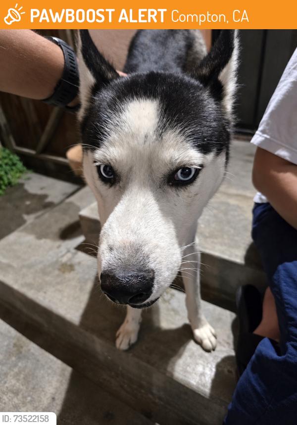 Found/Stray Male Dog last seen Artesia And Alameda, Compton, CA 90221