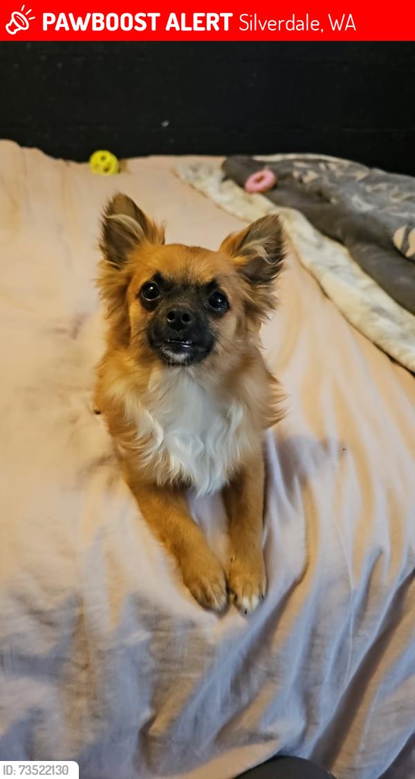 Lost Male Dog last seen McDonalds Silverdale Way, Silverdale, WA 98383