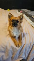 Lost Male Dog last seen McDonalds Silverdale Way, Silverdale, WA 98383