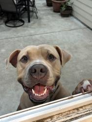 Reunited Male Dog last seen Near Globe St, Houston, TX 77034, USA, Houston, TX 77034