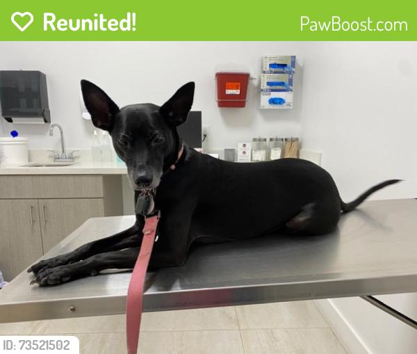 Reunited Female Dog last seen Near SW 139 PL, Miami, FL 33177