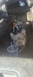 Reunited Male Dog last seen Tenth and palm Ave, Beaumont, CA 92223
