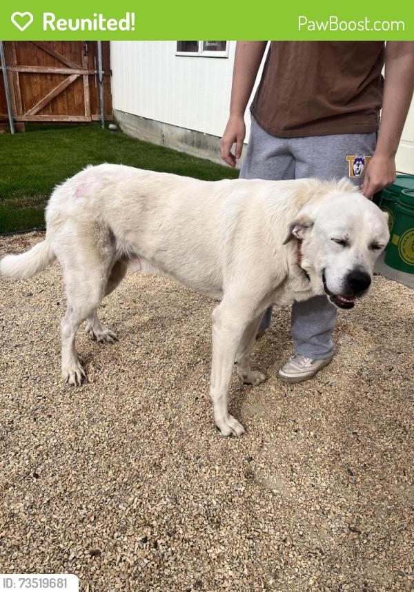 Reunited Male Dog last seen Cross street St Helens & 24th, Yakima, WA 98902