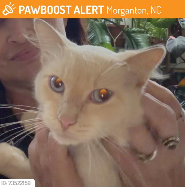 Found/Stray Male Cat last seen Hey 64, Salem Rd, Morganton, NC 28655