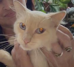Found/Stray Male Cat last seen Hey 64, Salem Rd, Morganton, NC 28655