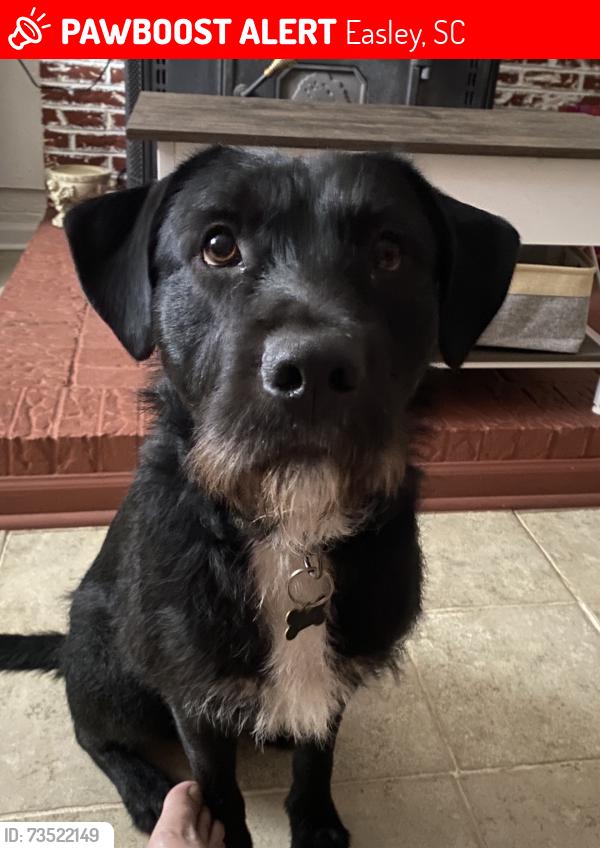 Lost Male Dog last seen Easley YMCA, Easley, SC 29640