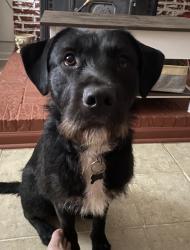 Lost Male Dog last seen Easley YMCA, Easley, SC 29640