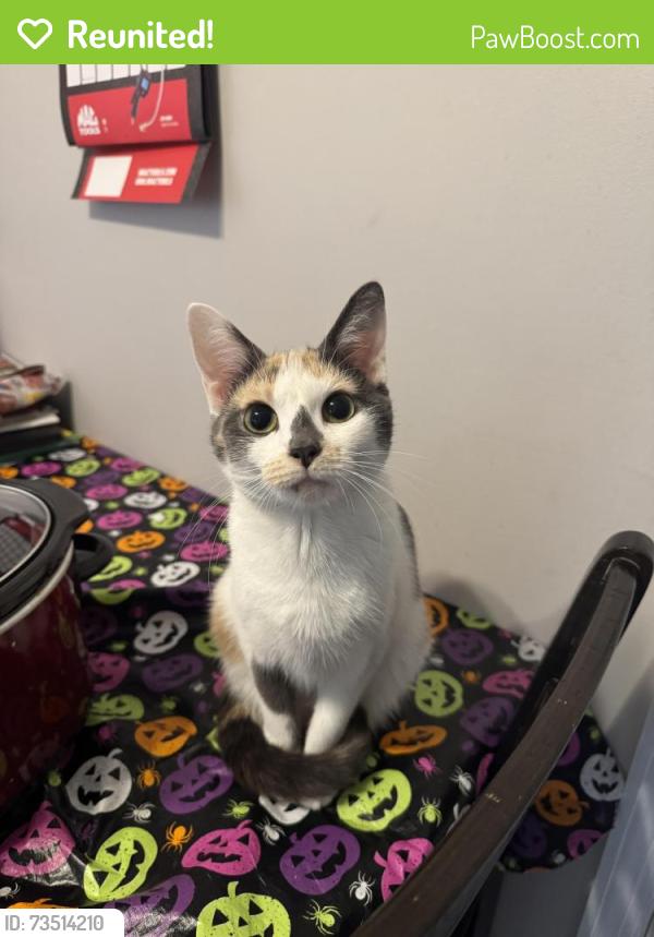 Reunited Female Cat last seen Neighborhood Behind jiffy treat in ellettsville, Bloomington, IN 47404
