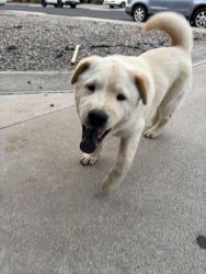 Reunited Male Dog last seen Greenfield and University, Mesa, AZ 85205