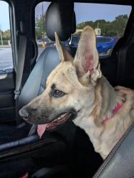 Found/Stray Male Dog last seen Indian Trail Road and Dickens Road, Gwinnett County, GA 30047
