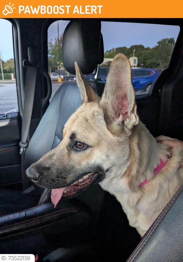 Found/Stray Male Dog last seen Indian Trail Road and Dickens Road, Gwinnett County, GA 30047