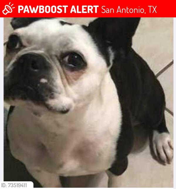 Lost Female Dog last seen kaiser dr, San Antonio, TX 78222