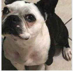 Lost Female Dog last seen kaiser dr, San Antonio, TX 78222