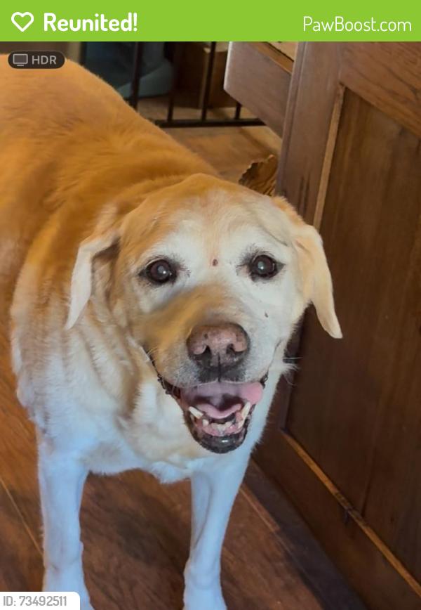 Reunited Female Dog last seen Roeben/walnut, Visalia, CA 93277