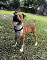 Reunited Male Dog last seen Near Globe St, Houston, TX 77034, USA, Houston, TX 77034
