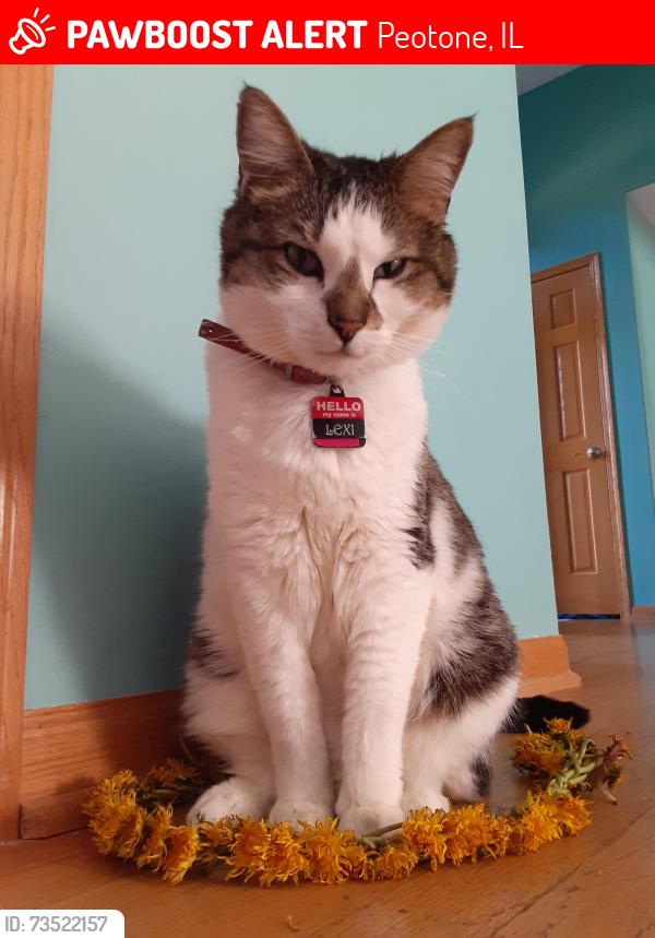 Lost Female Cat last seen Peotone High School & Peotone Elementary School, Peotone, IL 60468
