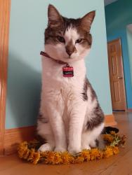 Lost Female Cat last seen Peotone High School & Peotone Elementary School, Peotone, IL 60468