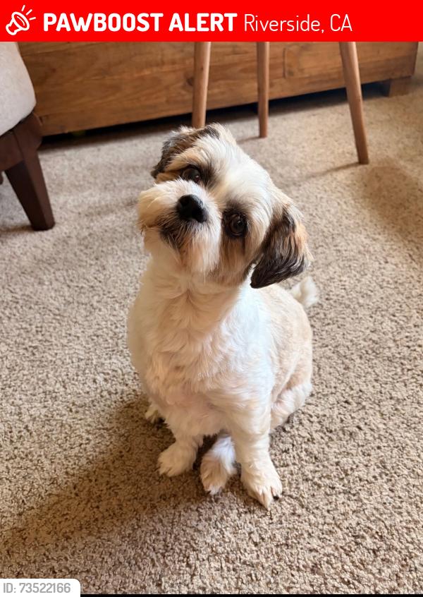 Lost Male Dog last seen Limonite and Camino Real, Riverside, CA 92509