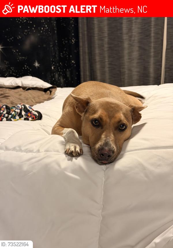 Lost Female Dog last seen Providence hills neighborhood Matthews NC, Matthews, NC 28105