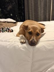 Lost Female Dog last seen Providence hills neighborhood Matthews NC, Matthews, NC 28105