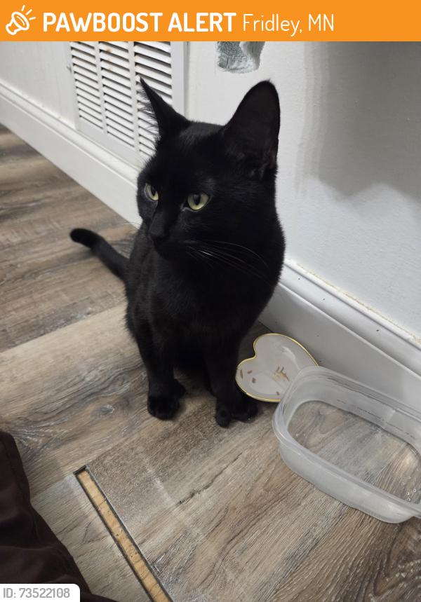Found/Stray Male Cat last seen Near Anoka St NE, Minneapolis, MN 55432, Fridley, MN 55432