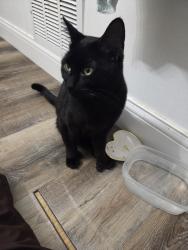 Found/Stray Male Cat last seen Near Anoka St NE, Minneapolis, MN 55432, Fridley, MN 55432