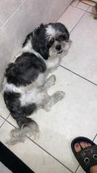 Lost Female Dog last seen Vista por vecina debajo de porche en trailer siguiente de mi casa, West Park, FL 33023