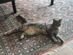 Reunited Male Cat last seen Minerva St., San Francisco, CA 94112