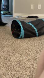 Reunited Male Cat last seen Kyrene rd and baseline rd, Tempe, AZ 85283