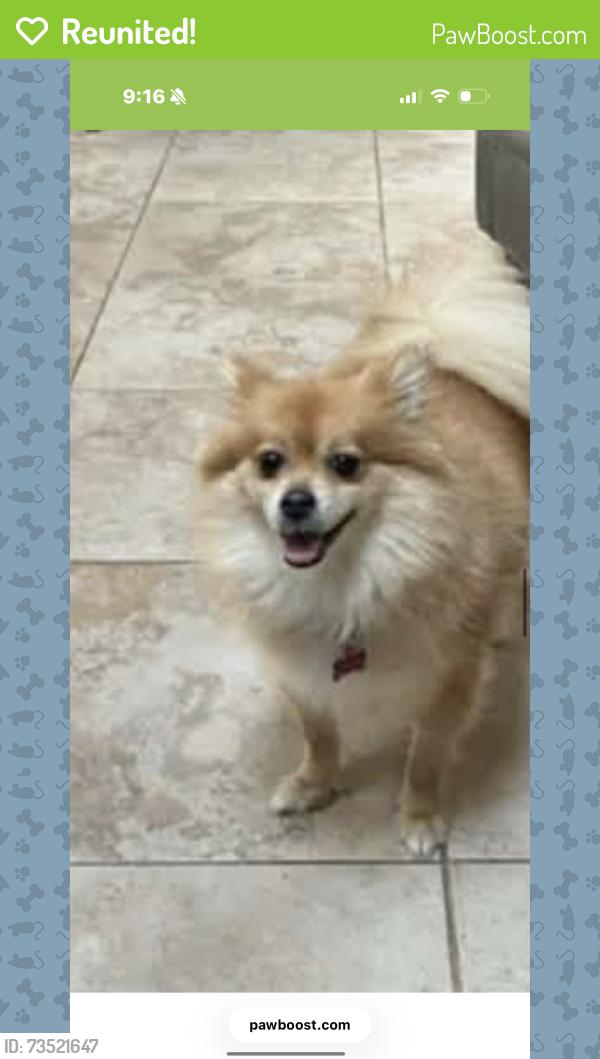 Reunited Female Dog last seen Grand ave, Goldenrod, FL 32792