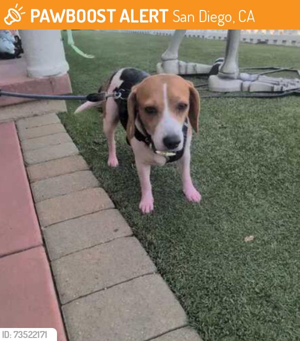 Found/Stray Female Dog last seen Copley and East mountain view, San Diego, CA 92116